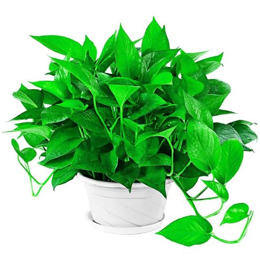 广州绿萝盆栽花卉室内水培吊兰净化空气植物甲醛长藤大叶绿箩绿植批