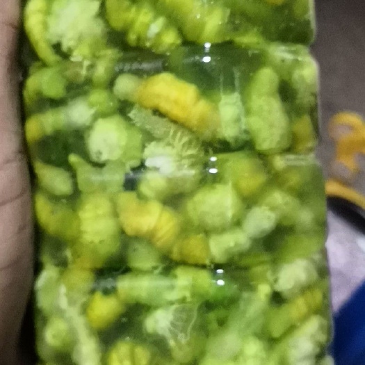 湛江大叶发财树 豆丹豆虫直销供应
