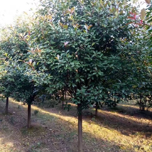 南京高杆红叶石楠树—红叶石楠