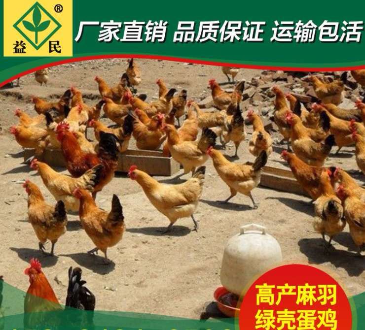 苏禽土鸡苗 青脚麻羽苏禽绿壳鸡苗厂家直销量大从优质量保证包邮