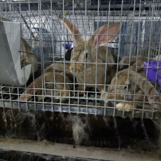 丰县 有批兔子要出栏需要的连系我