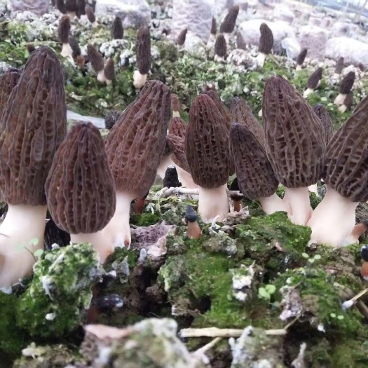 绵阳羊肚菌菌种  羊肚菌不同环境的出菇实验
