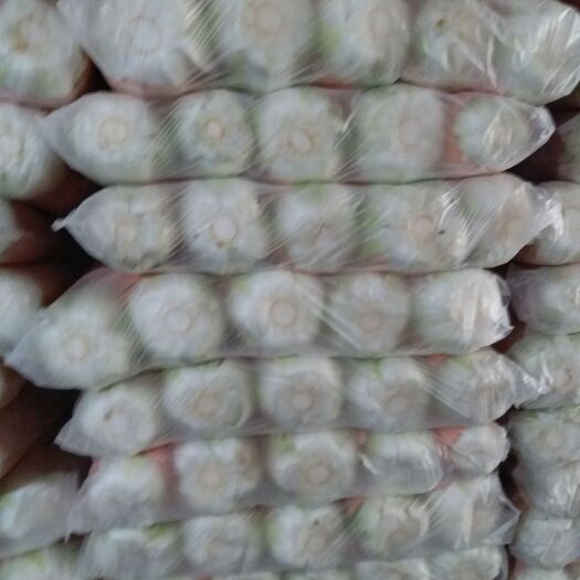 高山黄心大白菜