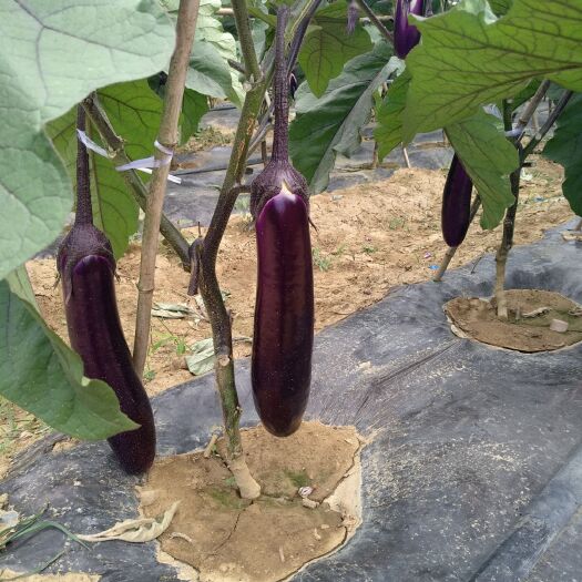 兴义市紫长茄 20~30cm 长茄
