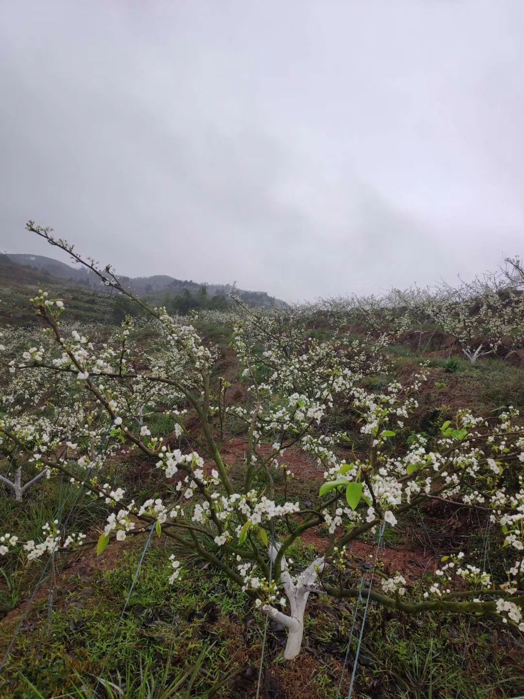  早脆梨 250～300g  65mm以上