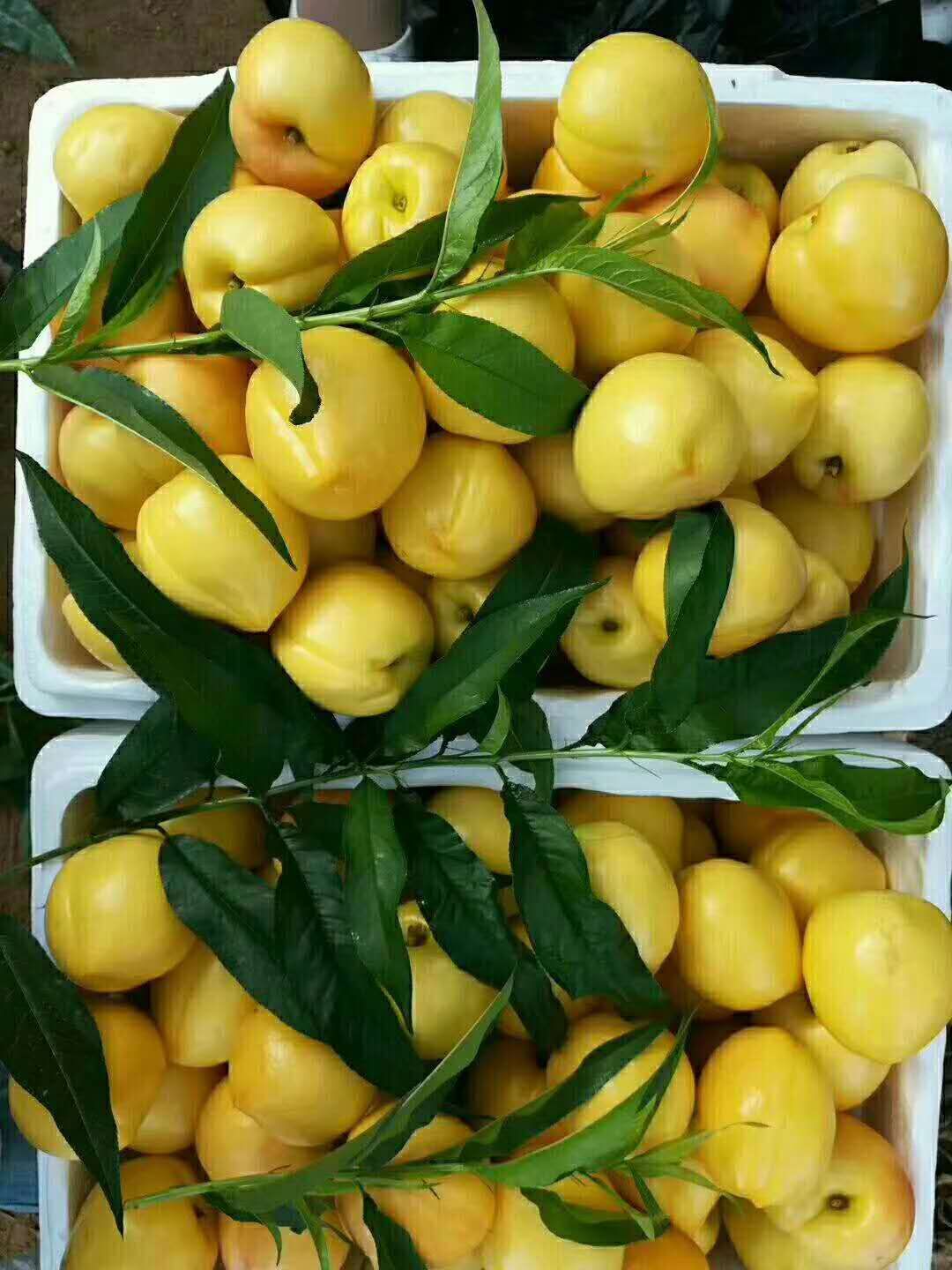  蒙阴黄油桃 一件代发  12-18果