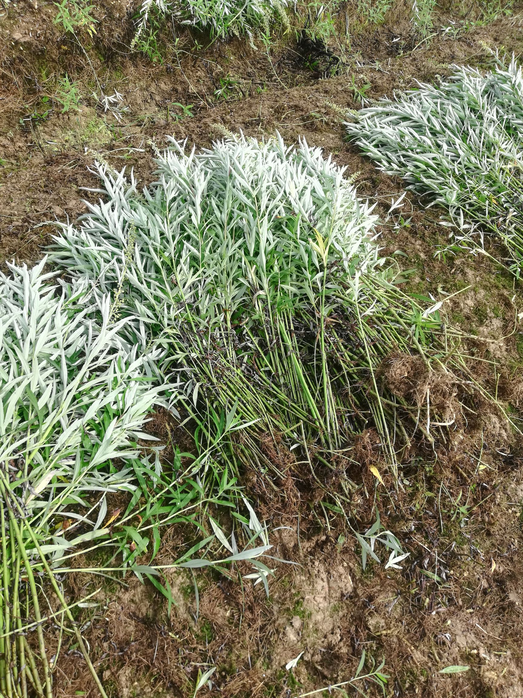  藜蒿只有一个多月的最好种植期了，想种的还要整理好土壤，