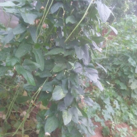 望江县 纯绿色蔬菜豆角2元