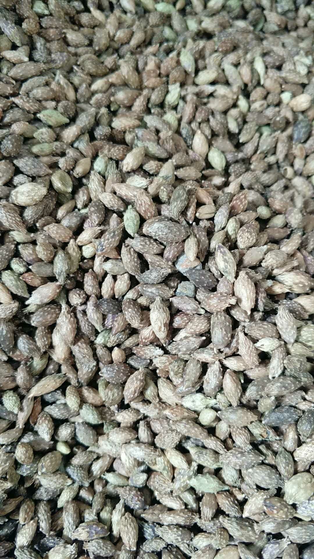 苍耳子  内蒙产优质去刺过风筛净货