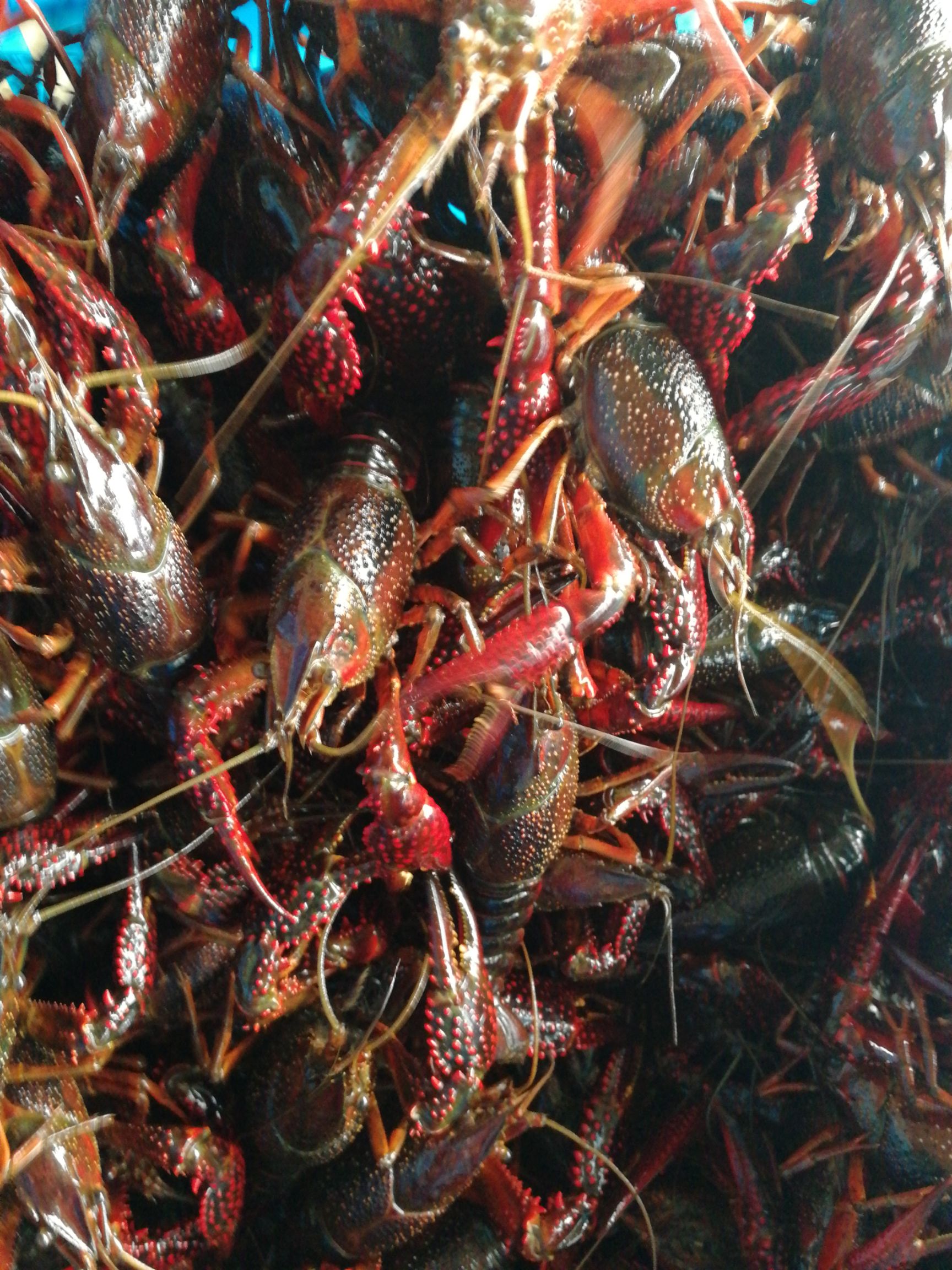 红壳小龙虾 精养塘精品龙虾