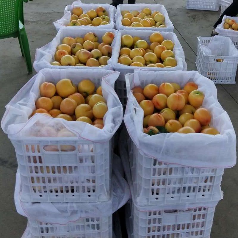  蒙阴黄油桃 一件代发  12-18果