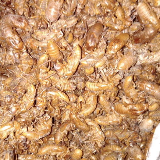 庐江县蝉蜕 出售金蝉脱壳