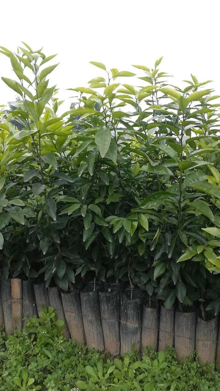  091无核沃柑苗