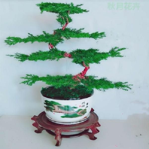 蓬莱松盆栽 迎客松盆景盆栽松树盆景盆栽四季长青花卉植物室内室外办公桌盆景