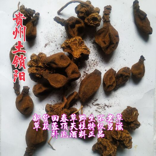 纳雍县 回春草500g 草苁蓉 土锁阳 顶天柱 不老草 肉苁蓉风流果