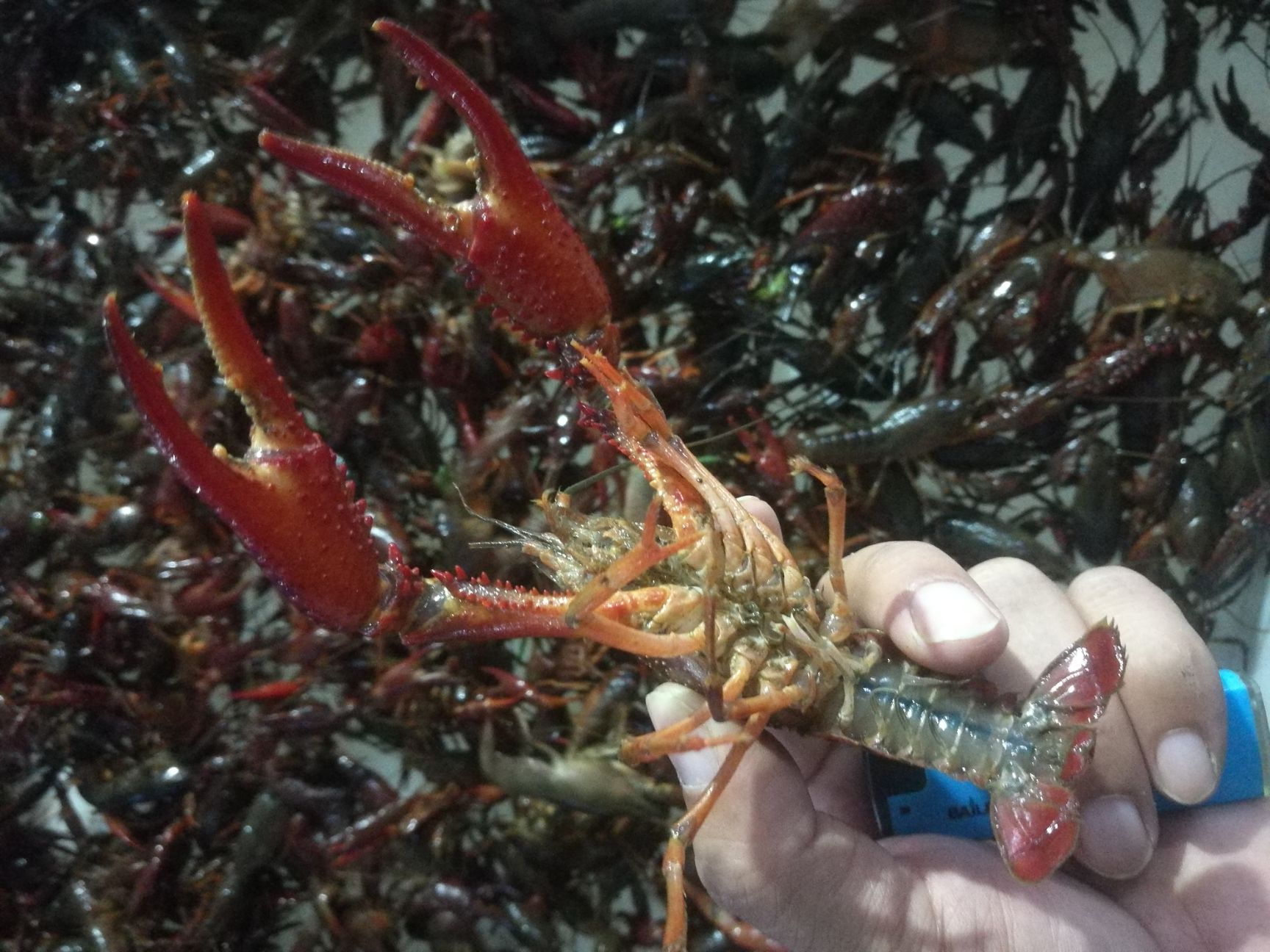 清水小龙虾 清水虾