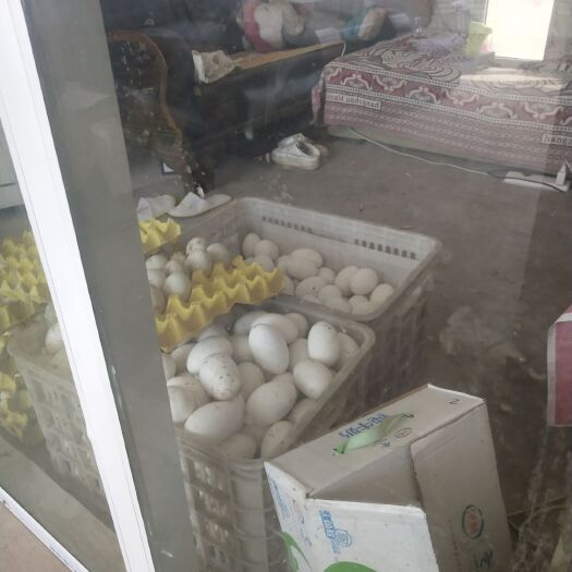 邢台 新鲜鹅蛋，可以孵化可以食用