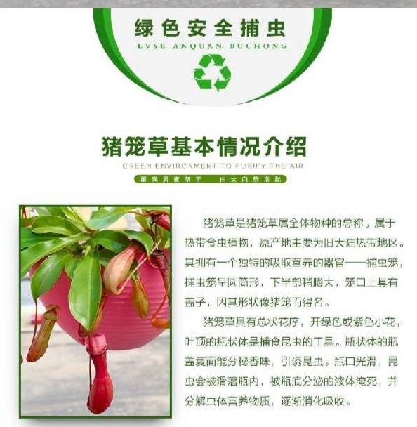 猪笼草盆栽 猪笼草植物盆栽垂吊食虫草捕蝇草吊兰驱蚊绿植创意送礼趣味花卉