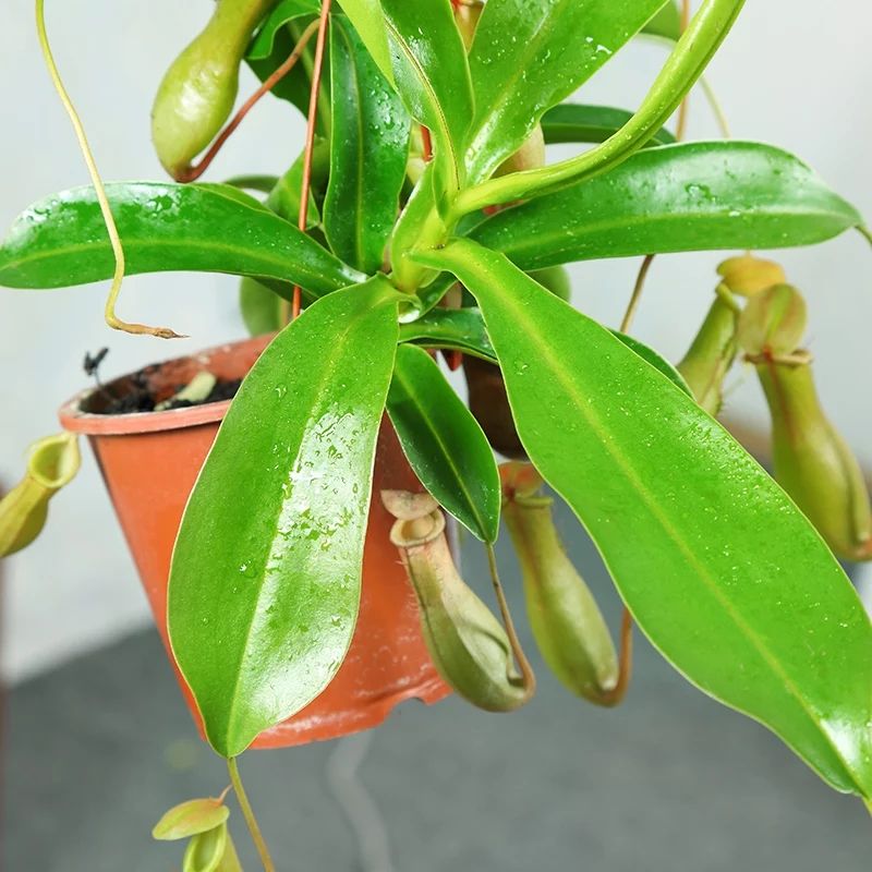 猪笼草盆栽 猪笼草植物盆栽垂吊食虫草捕蝇草吊兰驱蚊绿植创意送礼趣味花卉