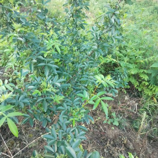 花垣县 九叶青花椒，要的联系我，现摘现卖，又香又麻