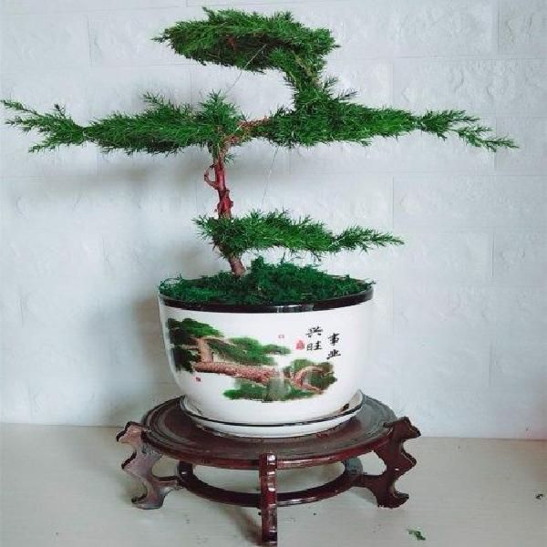 蓬莱松盆栽 迎客松盆景盆栽松树盆景盆栽四季长青花卉植物室内室外办公桌盆景