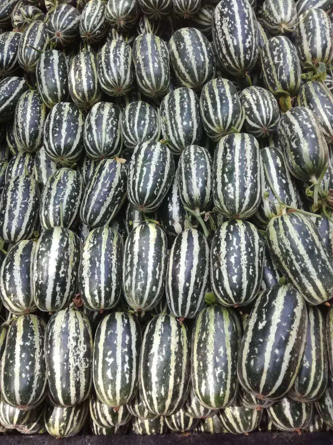 博洋九甜瓜糖度大,口感好