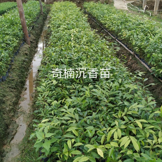 茂名沉香苗