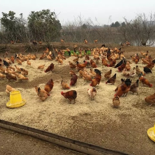 武汉土鸡蛋 食用 箱装