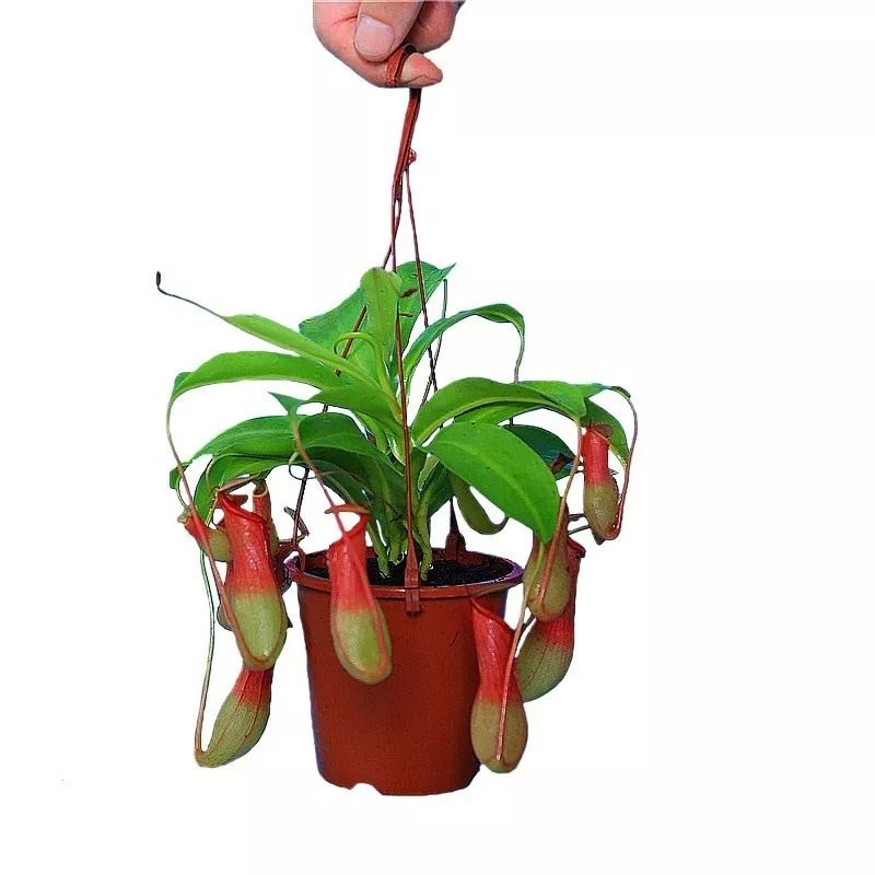 猪笼草盆栽 猪笼草植物盆栽垂吊食虫草捕蝇草吊兰驱蚊绿植创意送礼趣味花卉