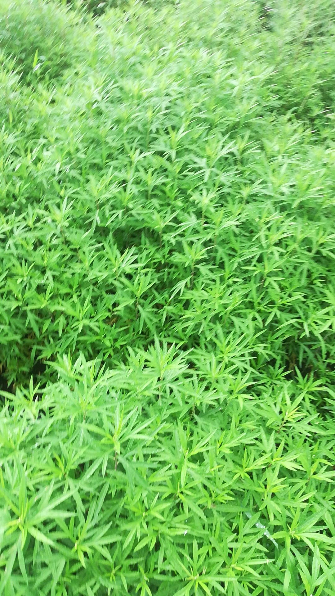  藜蒿只有一个多月的最好种植期了，想种的还要整理好土壤，