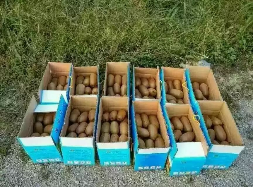 绿心猕猴桃 🌸 没有仓库~只有果园！ 没有泡药~只有雨露！ 没有染色~