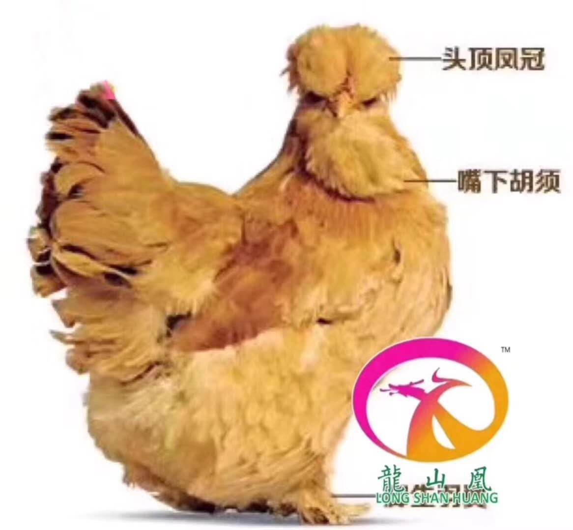  我公司常年供应各种珍禽鸡苗。绿壳蛋鸡苗 油鸡苗 鸡苗……