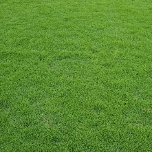 郴州 马尼拉草皮、草块