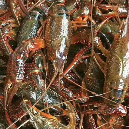 东方市红壳小龙虾 好虾，好质量