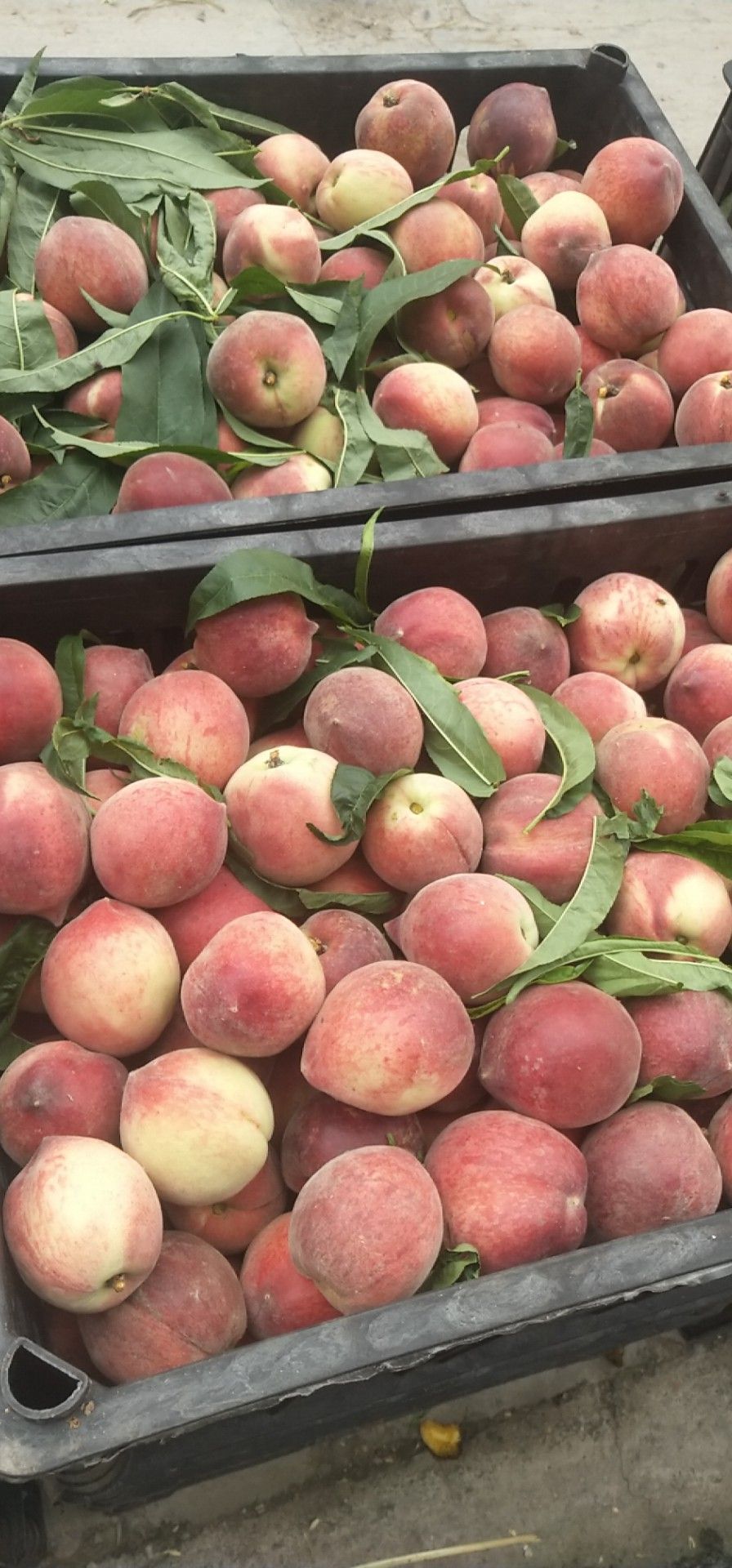  各品种毛桃，油桃大量上市中