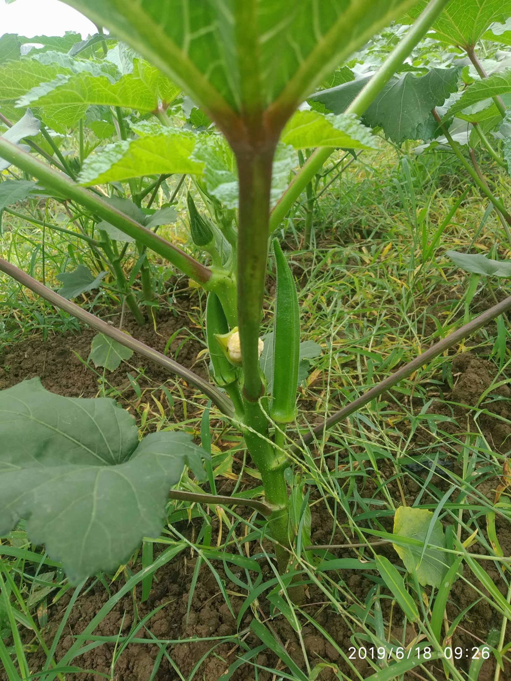  黄秋葵，秋葵，水果秋葵，