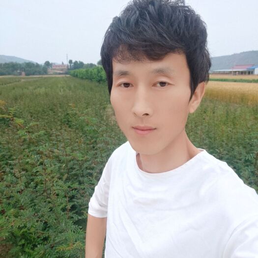 镇原县大红袍花椒苗 大红袍花椒树苗 三年成型大苗