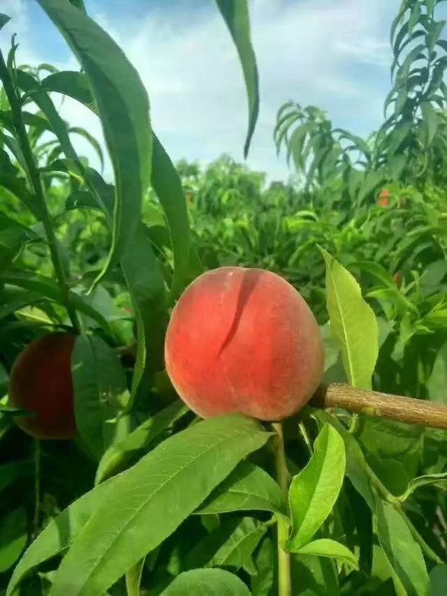 五月鲜桃 农家肥灌溉，口感脆甜