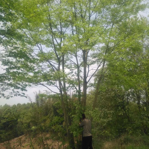江油市 朴树