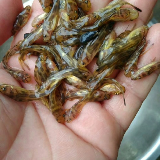 黄鱼鱼苗 杂交黄骨苗