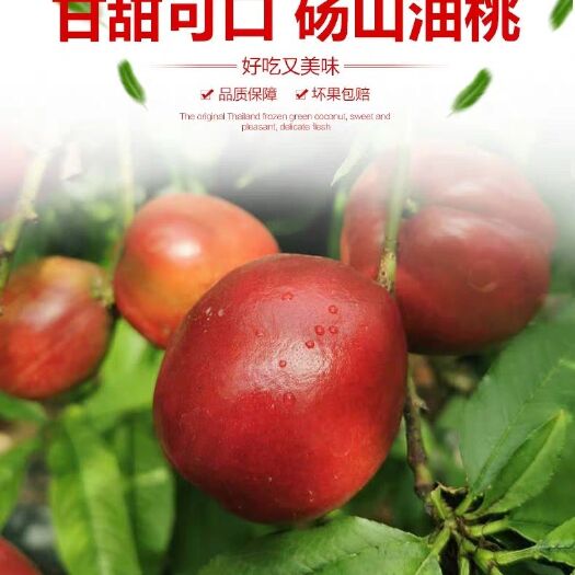 砀山县 油桃现货5斤新鲜水果现季应季桃子包邮当季直批整箱黄心大脆蜜