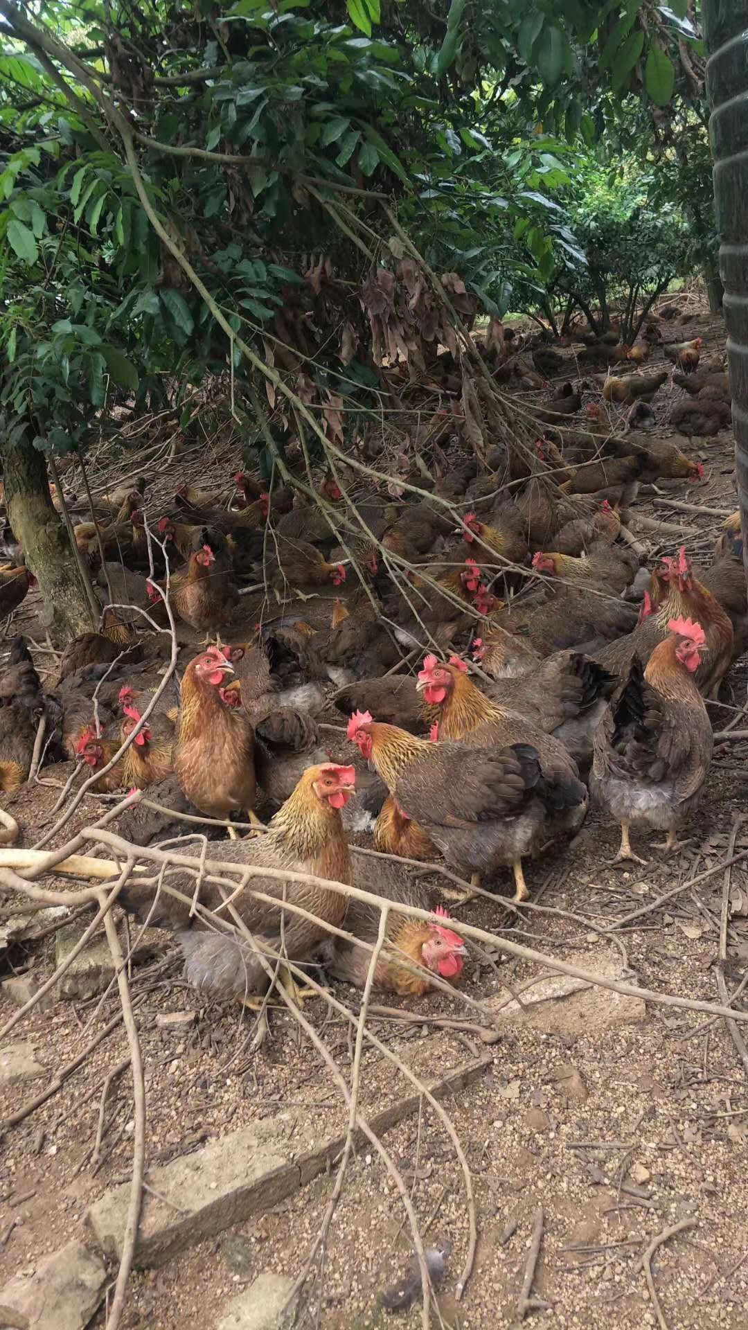  清远母鸡140天。价格便宜。