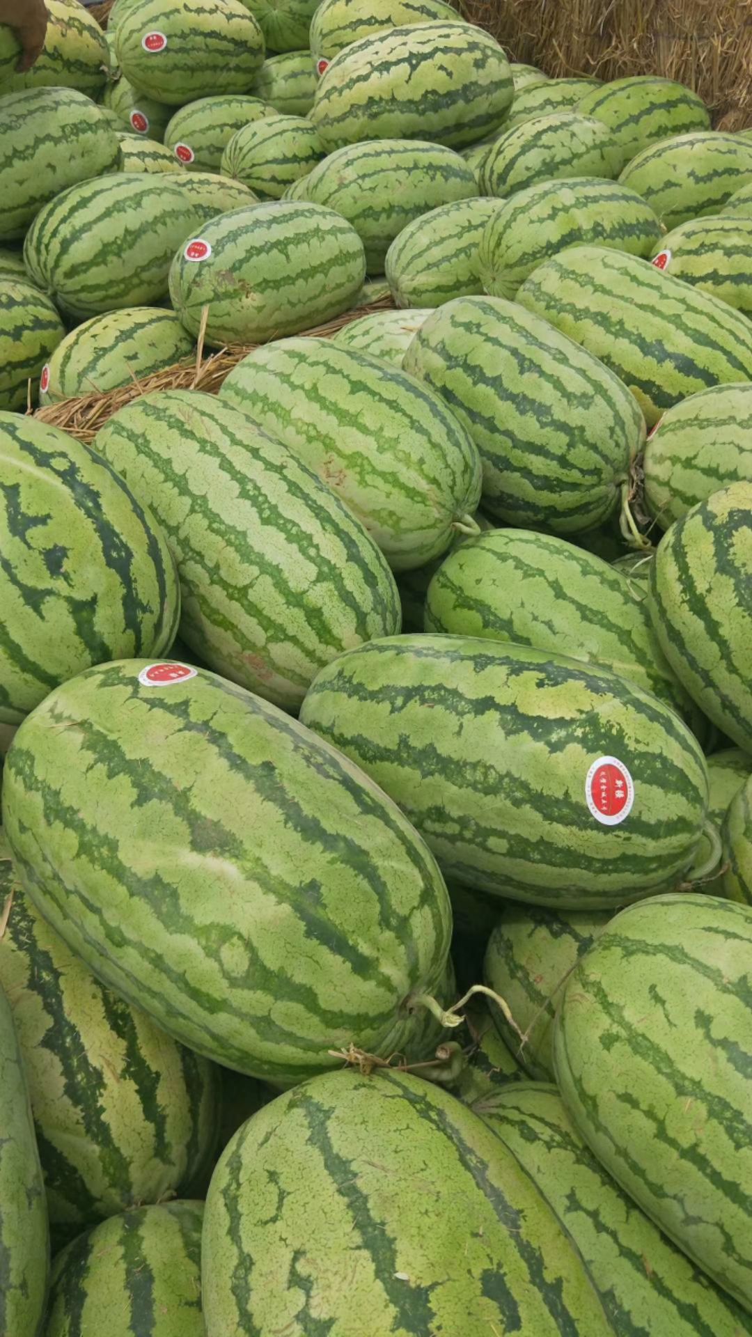 安农二号西瓜 昌吉金成5号，安农二号