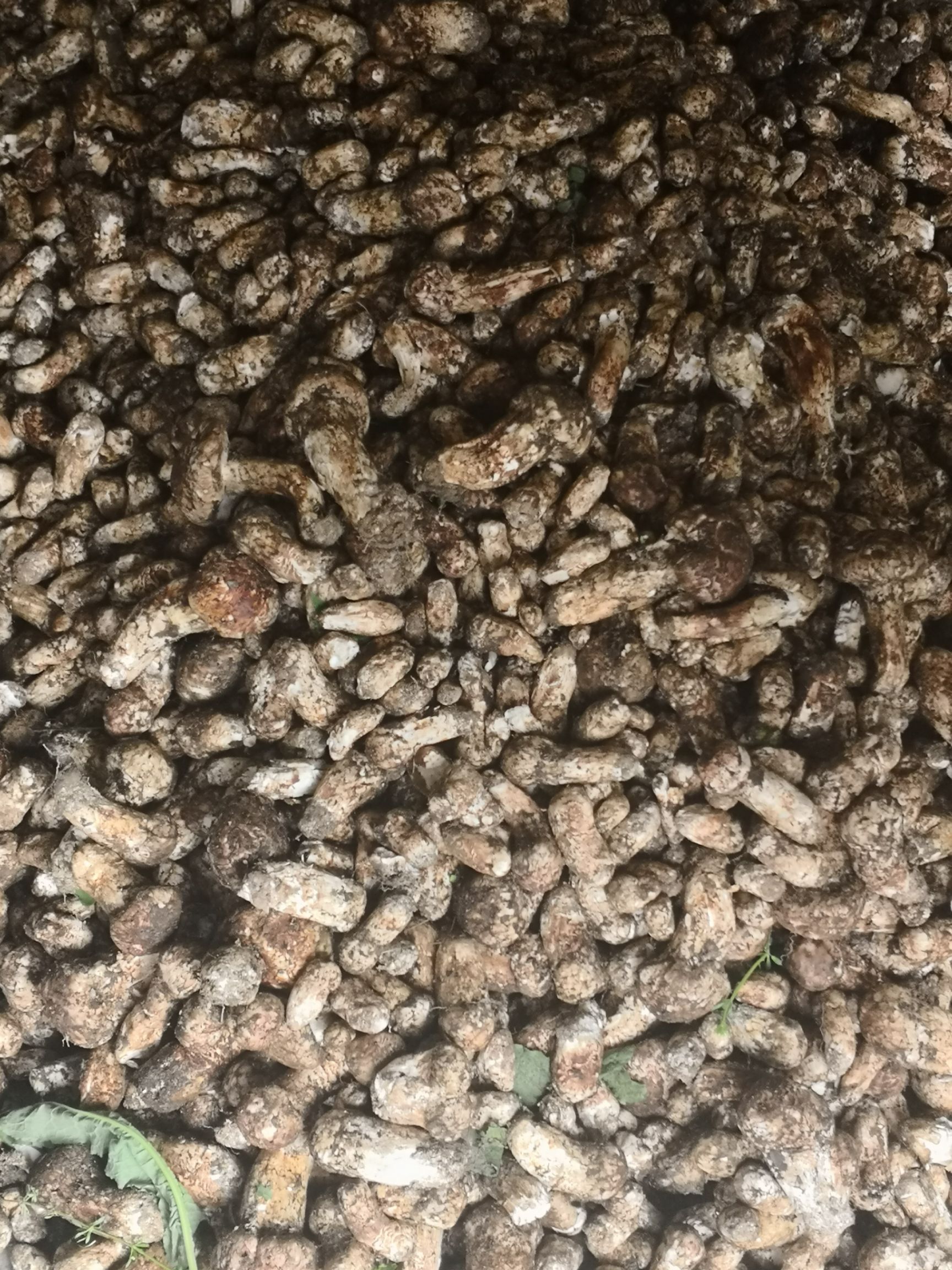  松茸之乡雅江松茸   19年鲜货上市   顺丰邮寄  一手货