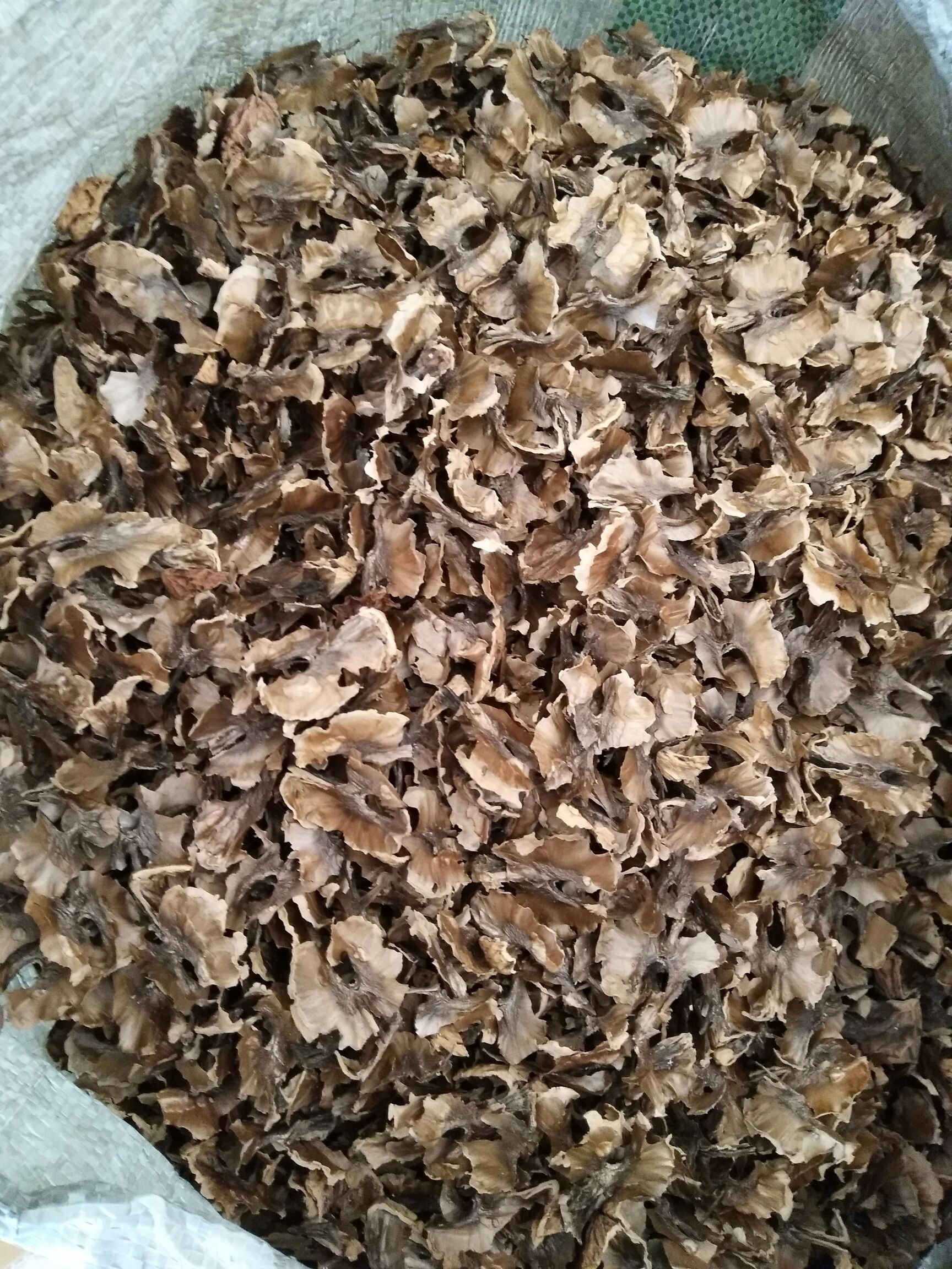  大泡核桃分心木