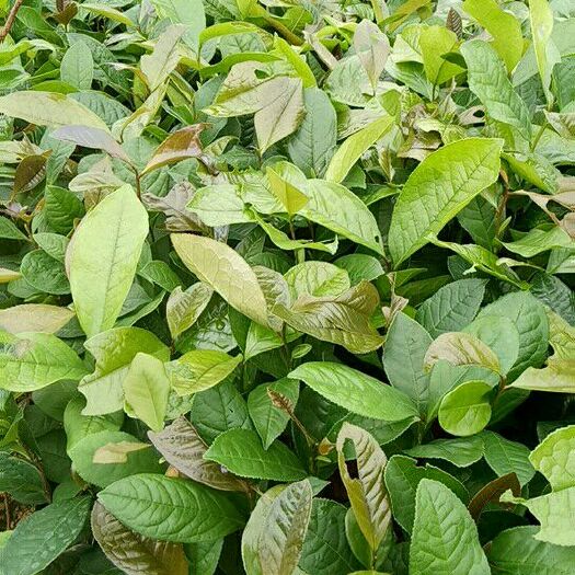 广州哀劳山茶苗 白花 红花 油茶苗