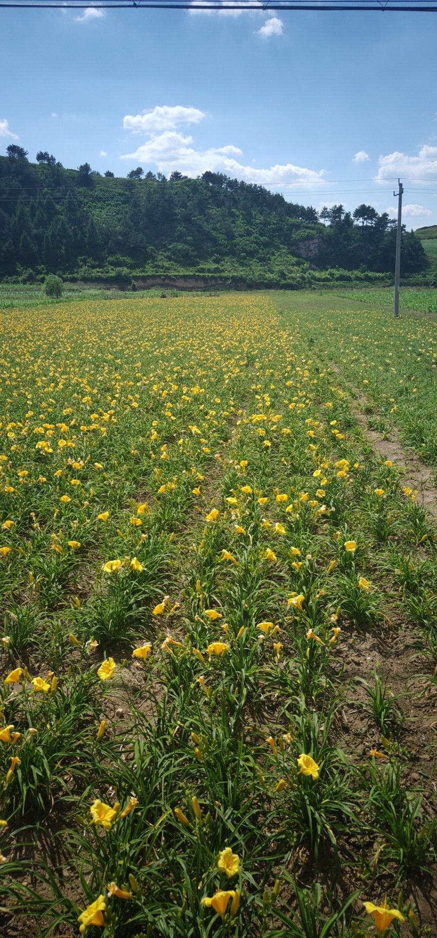  金娃娃萱草，黄色花朵