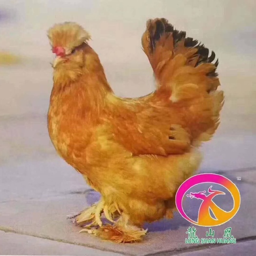 广州 我公司常年供应各种珍禽鸡苗。绿壳蛋鸡苗 油鸡苗 鸡苗……