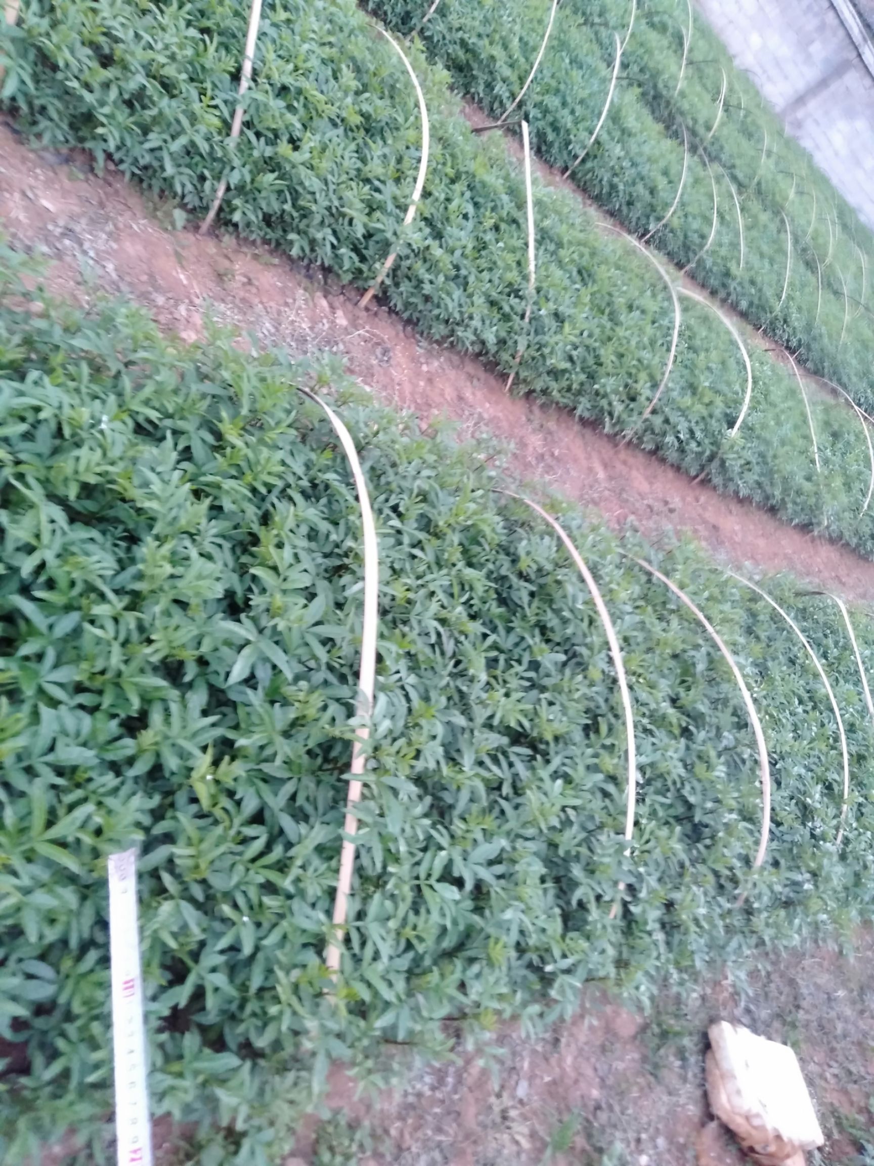 九叶青花椒苗 九叶青花椒袋苗，量大，需要的老板赶紧联系