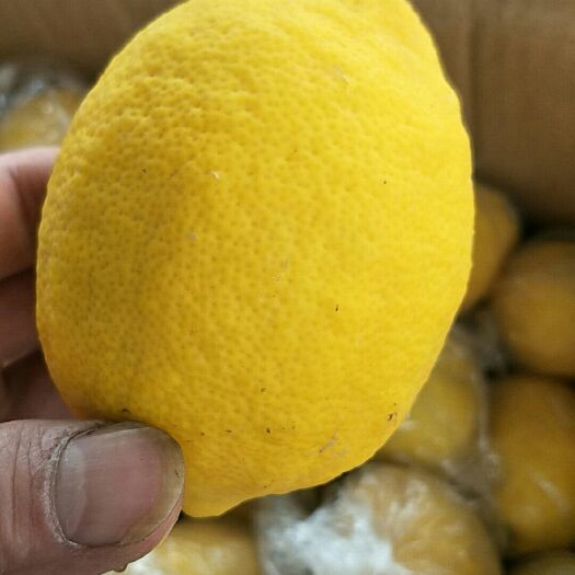 安岳县尤力克柠檬  安岳黄柠檬一级果新鲜皮薄多汁产地直销批发包邮